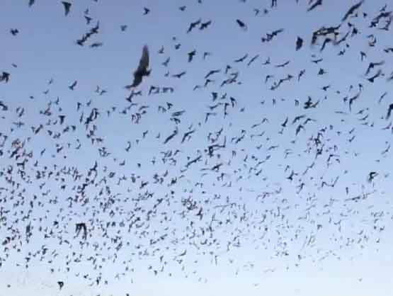 Mexican Free Tailed Bats Texas