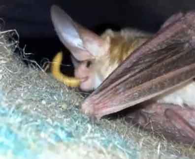 Pallid bat eating Pallid bat eating