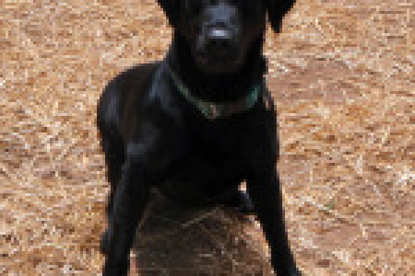 Adorable-Bed-Bug-Dog-Sofy