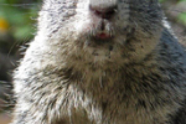 Colorado Ground Squirrel Control